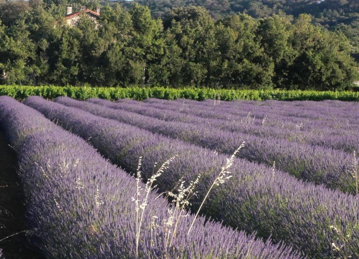 Готель Maison D'Hotes Le Mas Des Vignes Rochegude  Екстер'єр фото